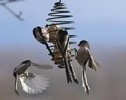 Broyeur à pain et passereaux